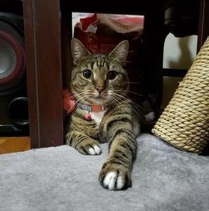 Meet your Posher, Carlos